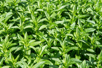 Mint plant. Large thickets of mint. Natural fresh mint.