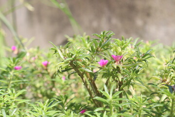 Moss rose purslane flower plant nursery