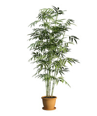 Pianta albero fusto  con e senza vaso   Albero con e senza foglie arancioni, verdi, gialle, rosse fondo trasparente e isolato cactus	
