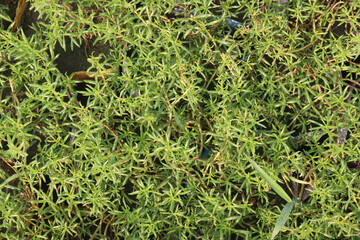Moss rose purslane flower plant nursery