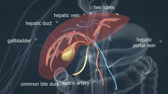 Anatomy of human liver