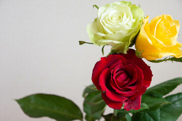 色とりどりのバラ