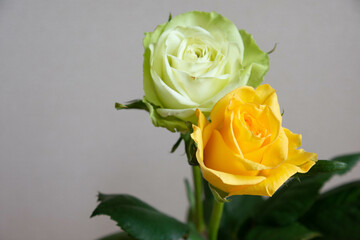 黄色と白のばら