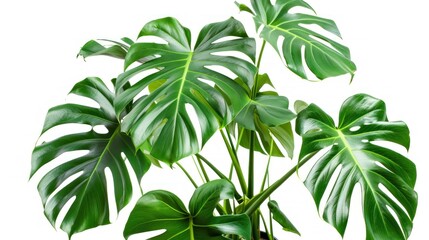 Monstera trees have a newborn and three adult leaves. planted in a white pot work Die-Cut AI generated