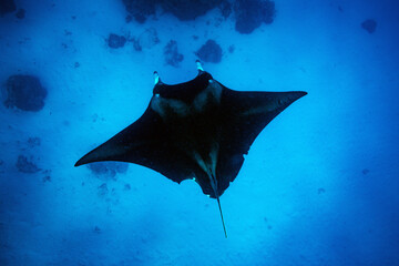 Manta ray glides high above a tropical reef in azure blue tropical ocean water