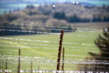 A vineyard in Oregon in winter shows the aftereffects of rain showers, droplets along wire...