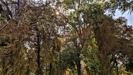 Fototapeta premium Orman Garden in Giza in Egypt
