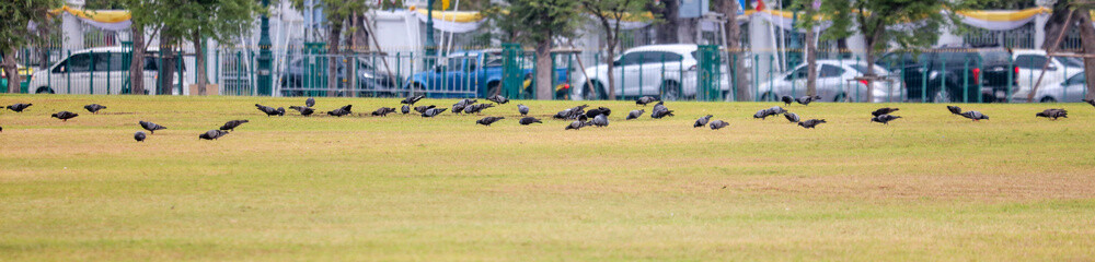 A flock of pigeons on a green lawn in the city