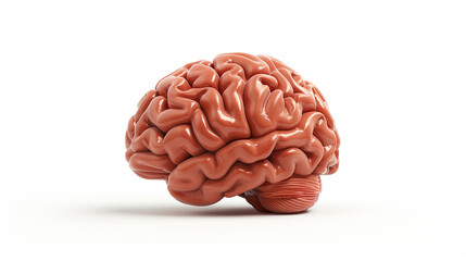 Fototapeta premium human brain on white background, Human head and brain.Deep learning , Machine learning and artificial intelligence , AI Technology, thinking concept. 3D illustration of human brain on white background