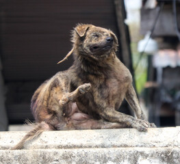 The dog scratches its head with its foot