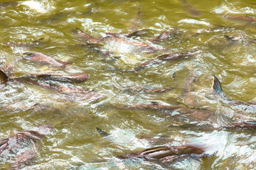 Catfish fish swims on the surface of the water