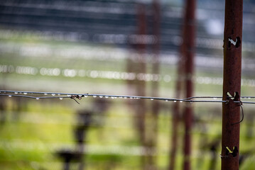 A vineyard in Oregon in winter shows the aftereffects of rain showers, droplets along wire...