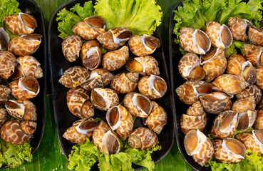 Seashells on a market counter