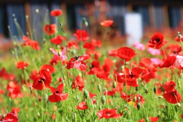 식물원 풍경, 꽃양귀비 개화