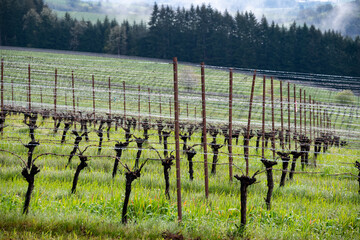 A vineyard in Oregon in winter shows the aftereffects of rain showers, droplets along wire...