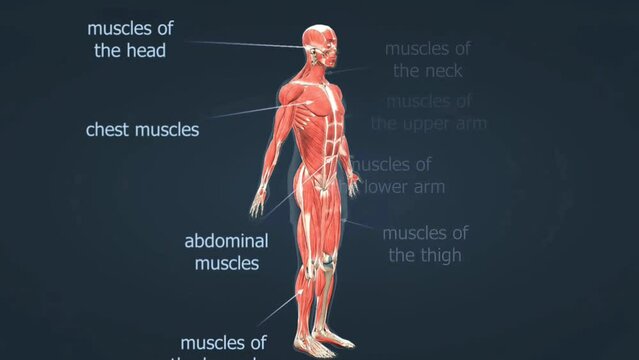 Human body muscles anatomy