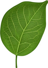 An image of a stylized leaf. 