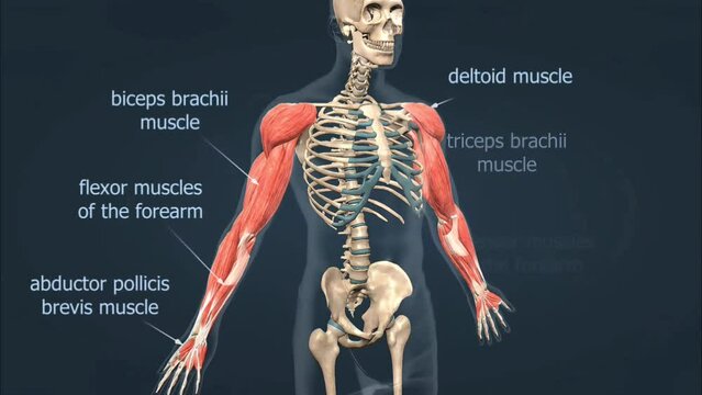 Muscles of the arm anatomy