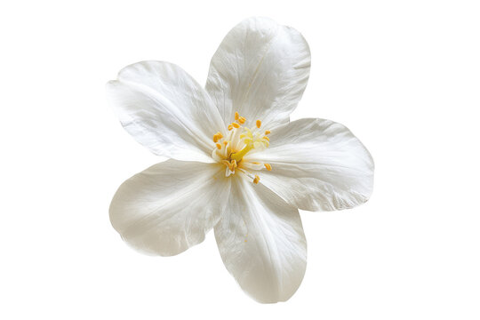 recommend clip art: Jasmine flower isolated on transparent background