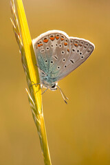 Kolorowy motyl Modraszek Ikar na żółtym tle.