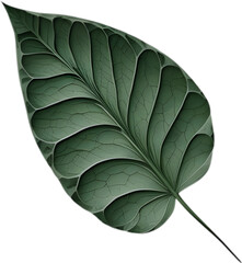 Fototapeta premium An image of a stylized leaf.