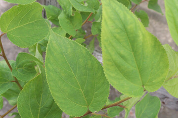 Naklejka premium Muntingia calabura plant on jungle