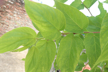 Muntingia calabura plant on jungle