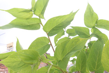 Muntingia calabura plant on jungle