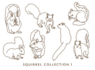 Squirrel Outline Illustrations in Various Poses - Collection 1