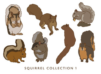 Squirrel Color Illustrations in Various Poses - Collection 1