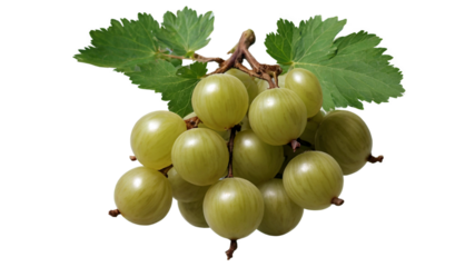 Amla (Embolic myrobalan) with green leaves on transparent background