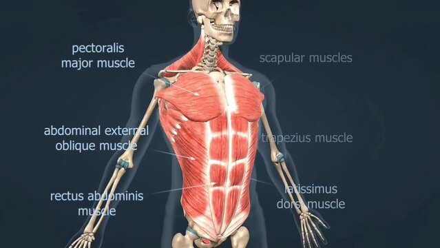 Muscles of the trunk anatomy