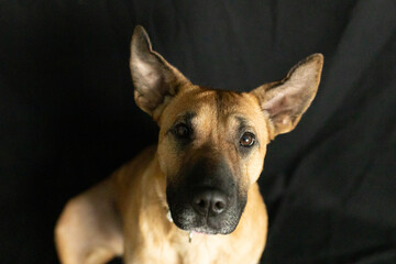 Close-up of attentive brown dog on black background