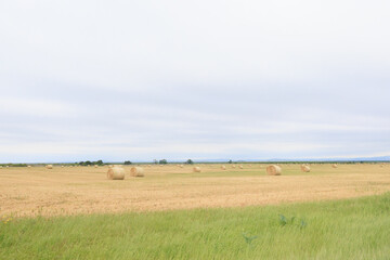Fototapeta premium Rural landscape dotted with hay bales under an overcast sky.