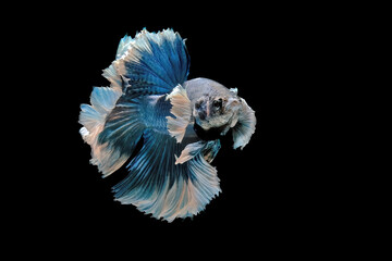 Betta fish dumbo ear in the water