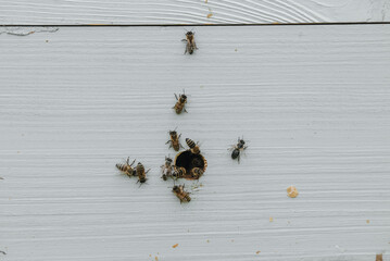 bees fly to the hive, harvest honey