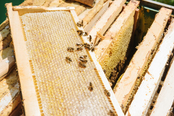 collects honey, bees make honey