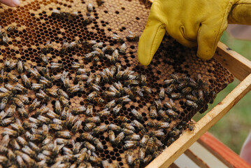 harvest honey, bees make honey