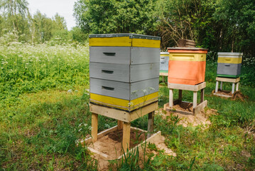 apiary in a birch grove in summer