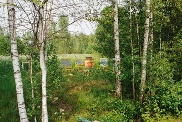 apiary in a birch grove in summer