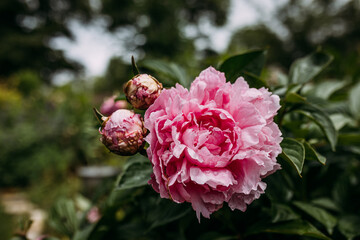 Blooming pink peony and buds in spring garden