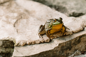Frog resting on a stone with vivid eyes and textured skin