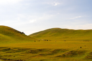 Fototapeta premium A large field of grass with a few cows grazing in it