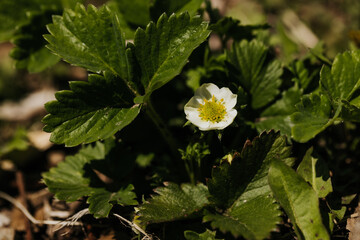 Strawberry plant begins to bloom on early spring day in garden bed
