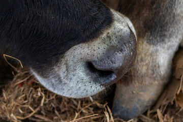 Close up of a wet nose of a cow