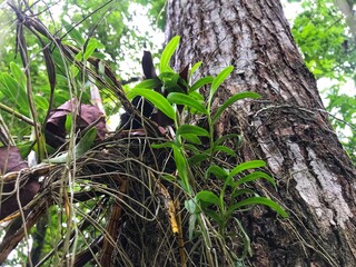 Leaf of Oncidium Orchid or Dancing Lady orchid hanging on the tree at the natural garden. (Oncidium Varicosum, Oncidium Goldiana)