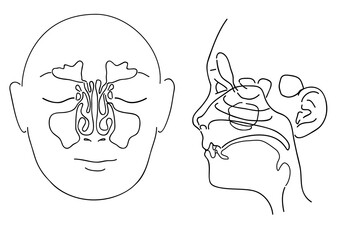 anatomy of the human head