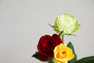 Obraz premium 色とりどりのバラ