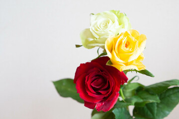 色とりどりのバラ