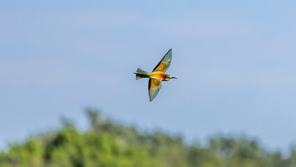 European Bee-eater in flight in the sky